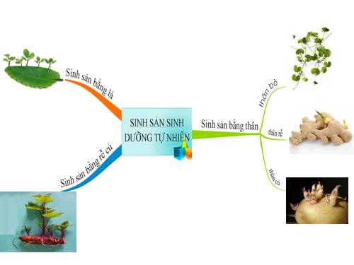 Bản đồ Sinh sản SD tự nhiên