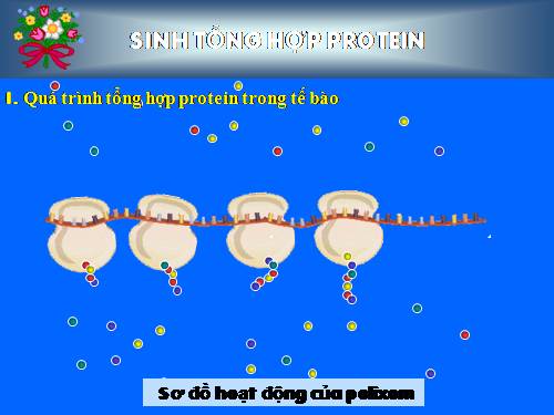 sinh tong hop protein