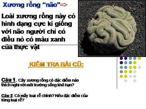 Sinh học 6- tiết 30 (bài tập)