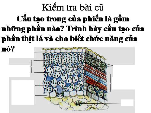 Bài 21. Quang hợp