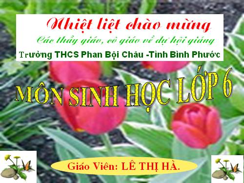 Bài 20. Cấu tạo trong của phiến lá