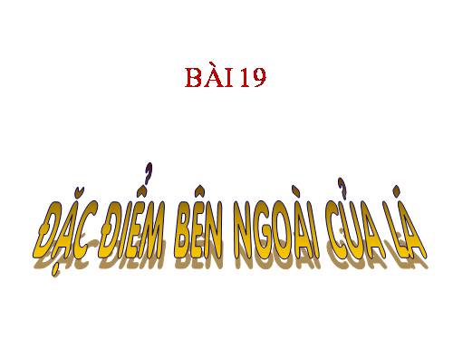 Bài 19. Đặc điểm bên ngoài của lá