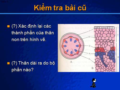 Bài 16. Thân to ra do đâu ?