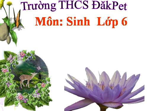 Bài 20. Cấu tạo trong của phiến lá