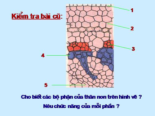 Bài 16. Thân to ra do đâu ?