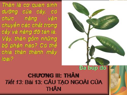 Bài 13. Cấu tạo ngoài của thân