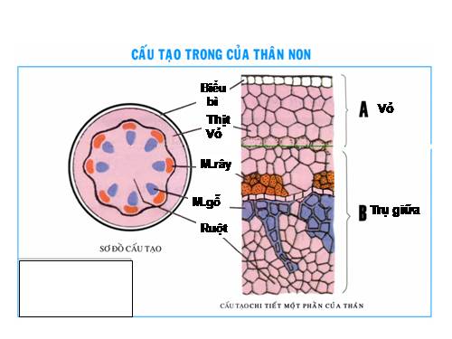 Bài 15. Cấu tạo trong của thân non