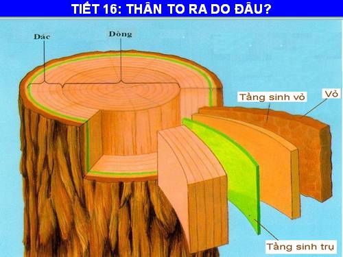 Bài 16. Thân to ra do đâu ?