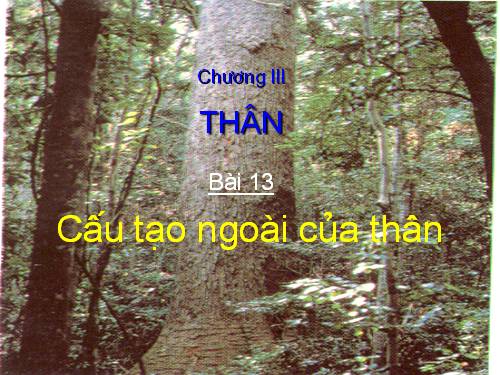 Bài 13. Cấu tạo ngoài của thân