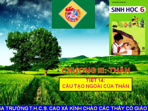 Bài 13. Cấu tạo ngoài của thân