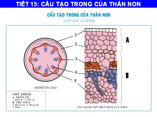 Bài 15. Cấu tạo trong của thân non