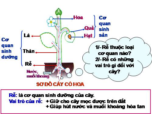 Bài 9. Các loại rễ, các miền của rễ