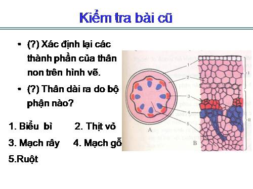 Bài 16. Thân to ra do đâu ?