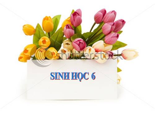 Bài 28. Cấu tạo và chức năng của hoa