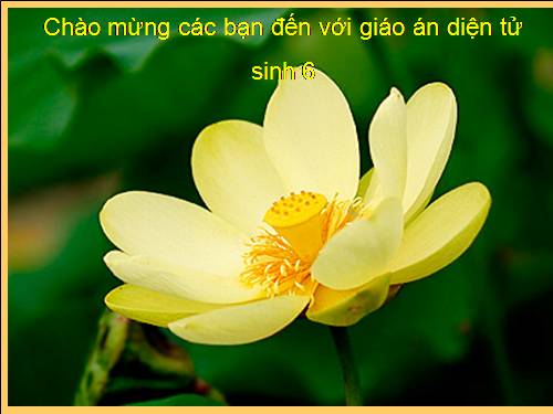 Bài 14. Thân dài ra do đâu ?