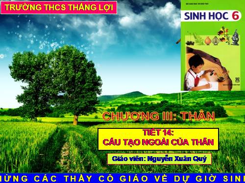 Bài 13. Cấu tạo ngoài của thân