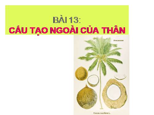 Bài 13. Cấu tạo ngoài của thân