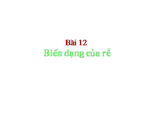 Bài 12. Biến dạng của rễ