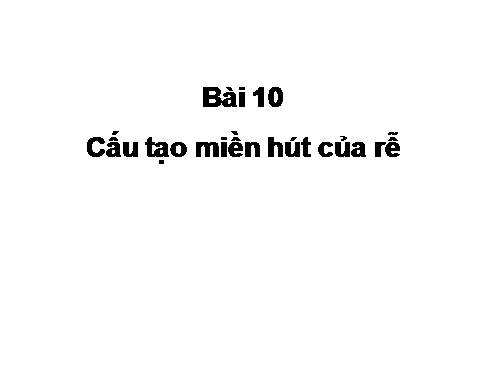 Bài 10. Cấu tạo miền hút của rễ