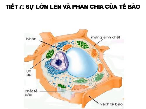 Bài 8. Sự lớn lên và phân chia của tế bào