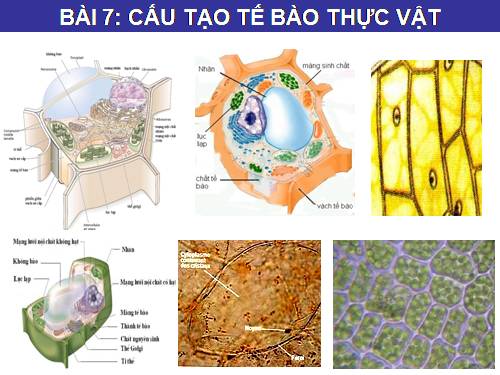 Bài 7. Cấu tạo tế bào thực vật