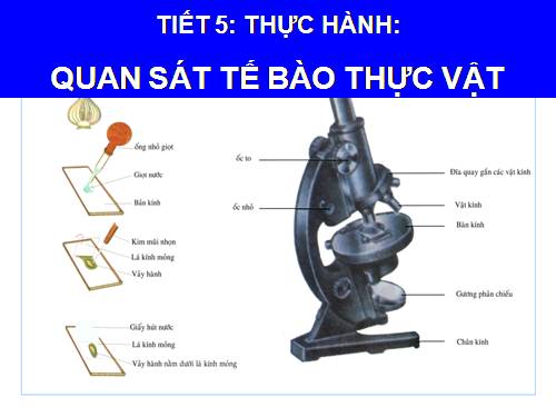 Bài 6. Quan sát tế bào thực vật