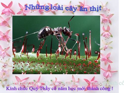 Những loài cây ăn thịt.