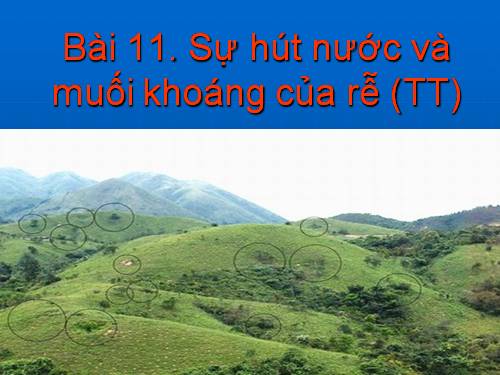 Bài 11. Sự hút nước và muối khoáng của rễ