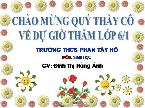 Bài 39. Quyết - Cây dương xỉ