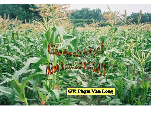 Bài 48. Vai trò của thực vật đối với động vật và đối với đời sống con người