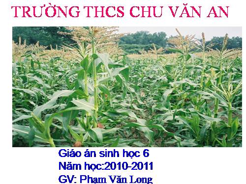 Bài 21. Quang hợp