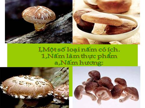 Hình ảnh Một số loài nấm
