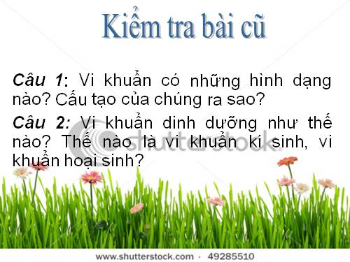Bài 50. Vi khuẩn