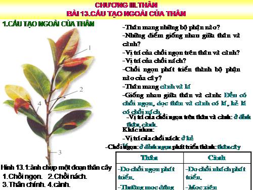 Bài 13. Cấu tạo ngoài của thân