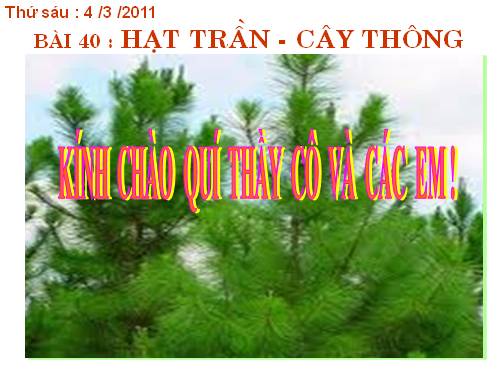 Bài 40. Hạt trần - Cây thông