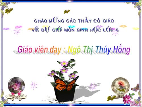 Bài 48. Vai trò của thực vật đối với động vật và đối với đời sống con người