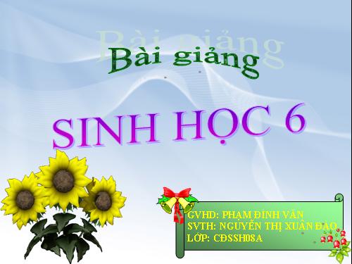 Bài 10. Cấu tạo miền hút của rễ