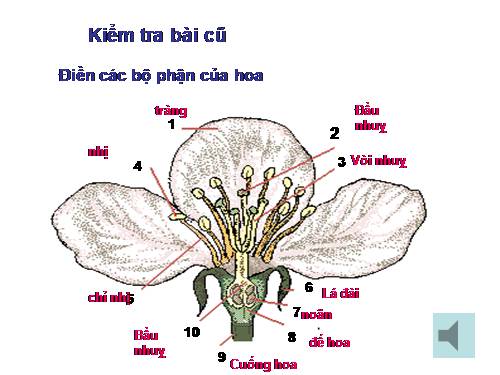 Bài 30. Thụ phấn