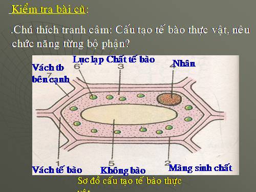 Bài 8. Sự lớn lên và phân chia của tế bào