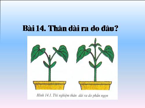 Bài 14. Thân dài ra do đâu ?