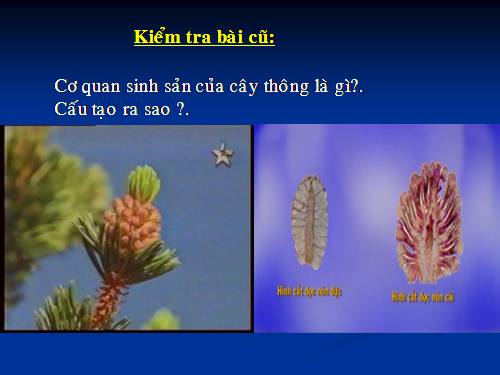 Bài 41. Hạt kín - Đặc điểm của thực vật Hạt kín