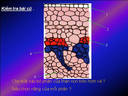 Bài 16. Thân to ra do đâu ?