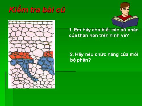 Bài 16. Thân to ra do đâu ?