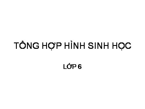 TỔNG HỢP HÌNH SINH LỚP 6