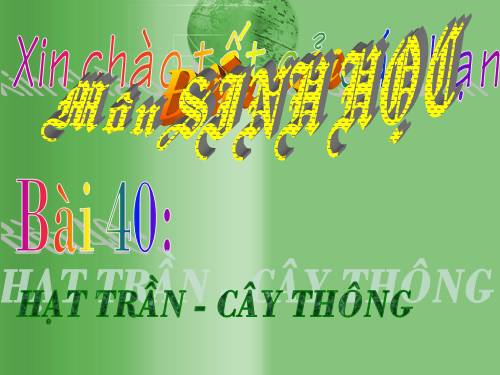 Bài 40. Hạt trần - Cây thông