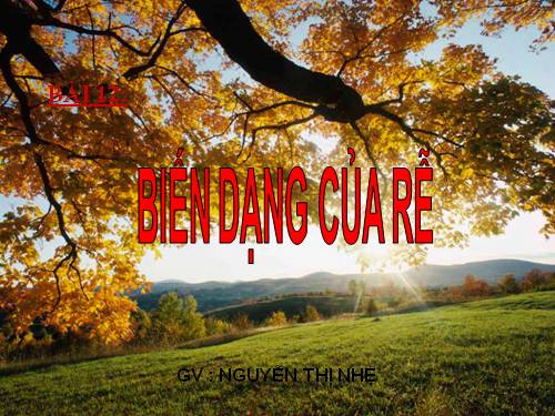 Bài 12. Biến dạng của rễ