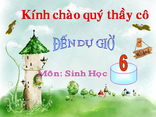 Bài 46. Thực vật góp phần điều hoà khí hậu