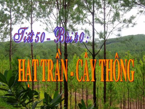 Bài 40. Hạt trần - Cây thông