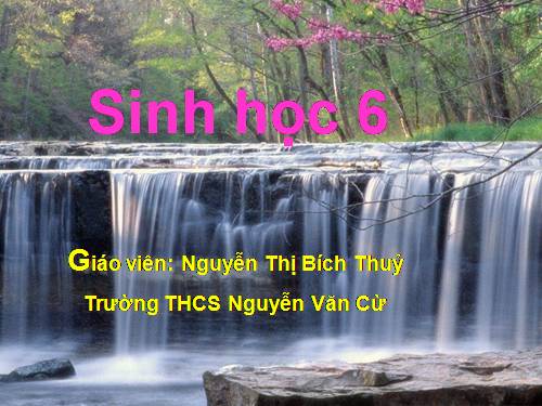 Bài 46. Thực vật góp phần điều hoà khí hậu