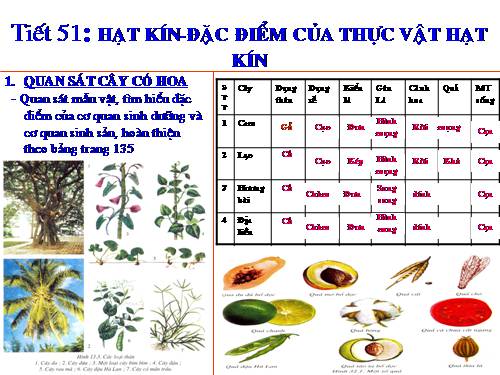 Bài 41. Hạt kín - Đặc điểm của thực vật Hạt kín